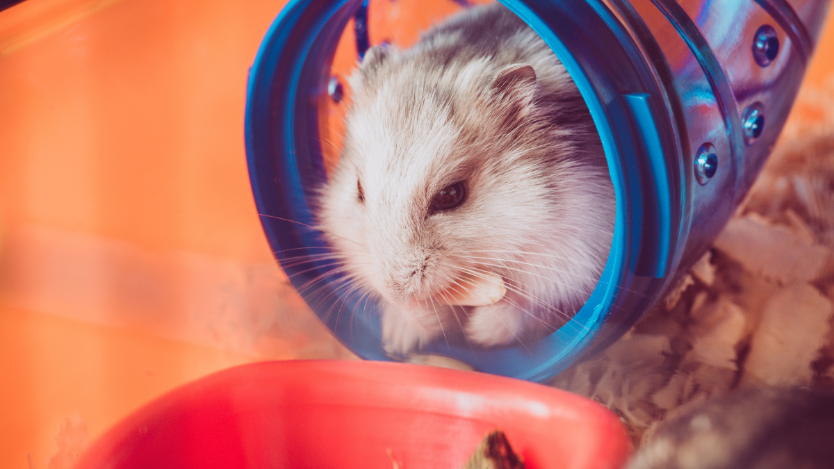hamster