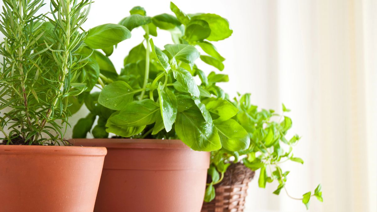 herbs in clay pots