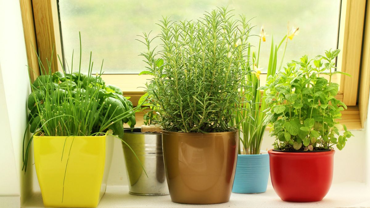 herbs in pots by window