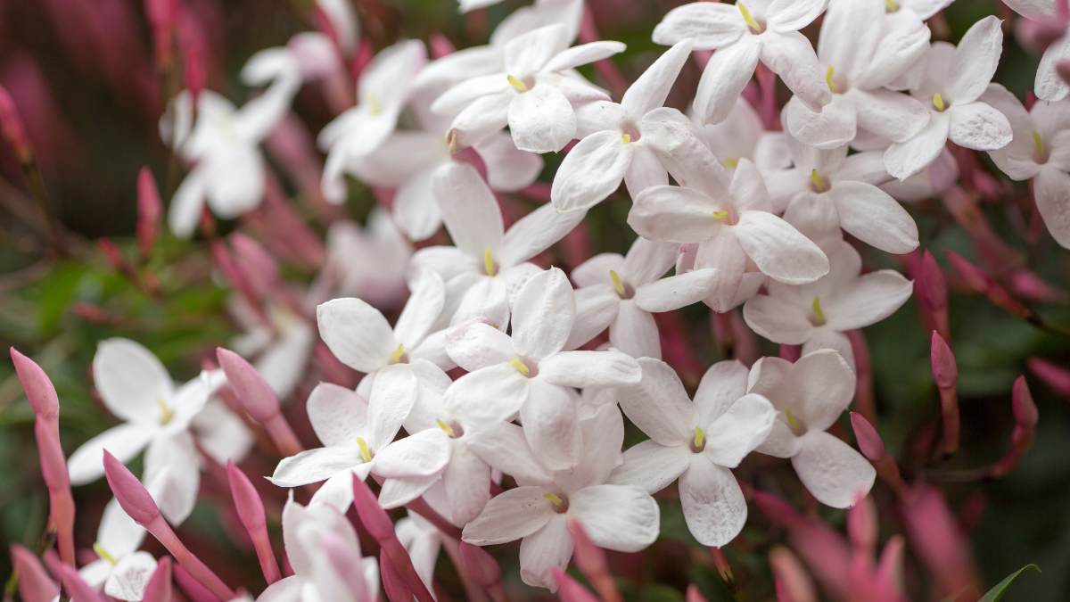 jasmine