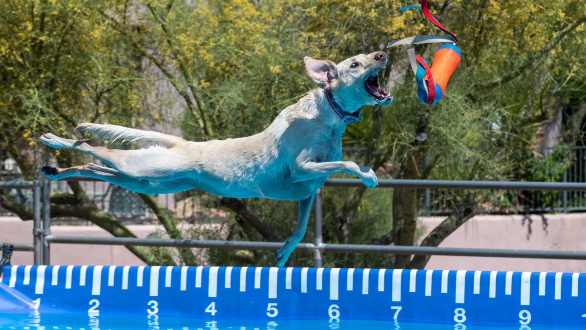 jumping in water