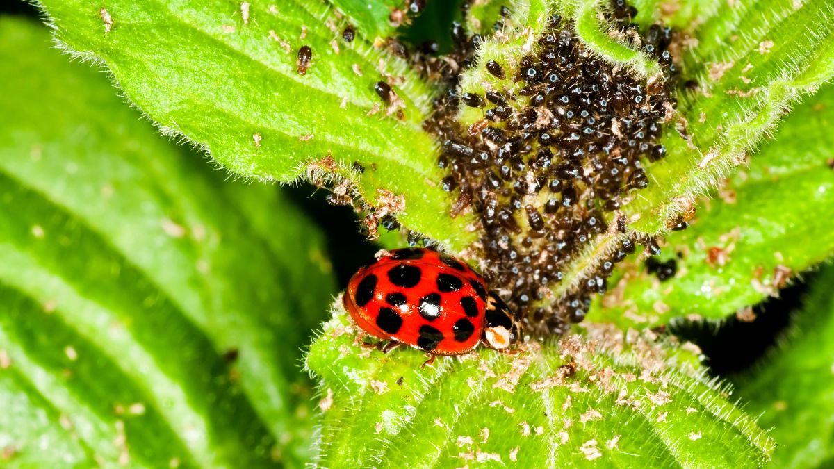 ladybug on plant