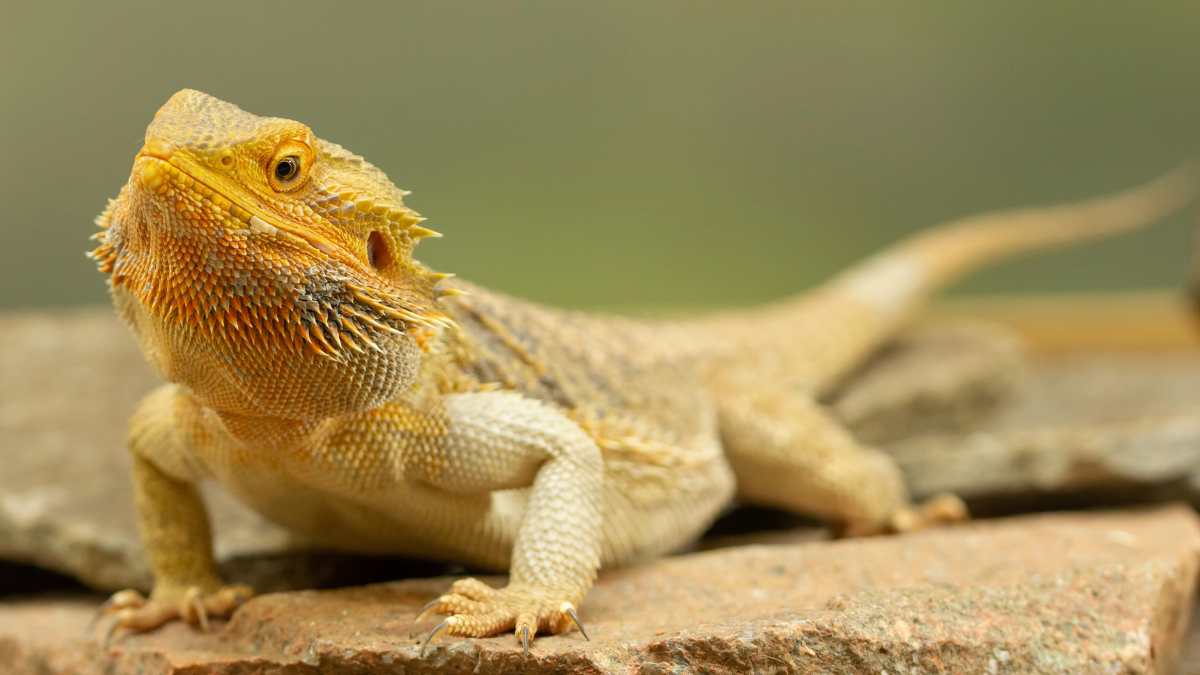 lizard