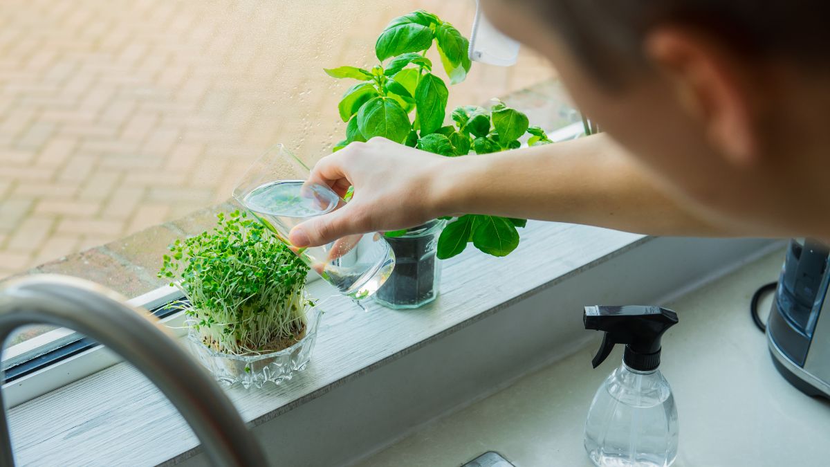 man watering herbs