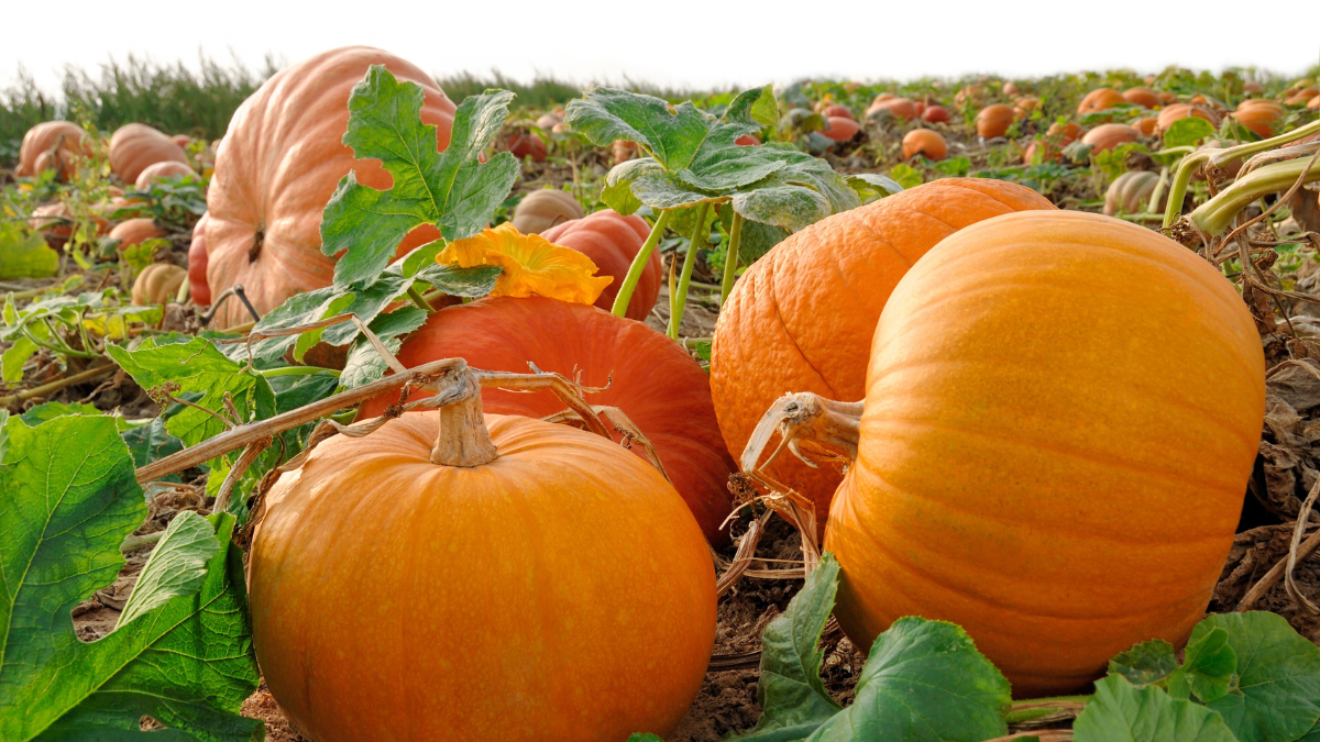 pumpkins