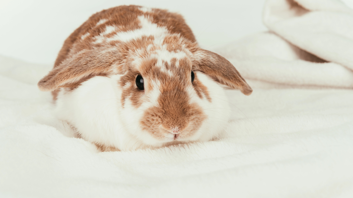 rabbit