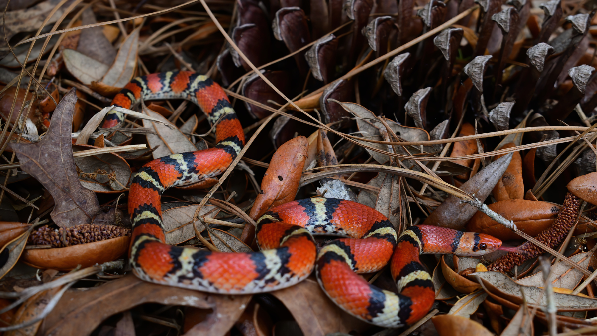 snake.