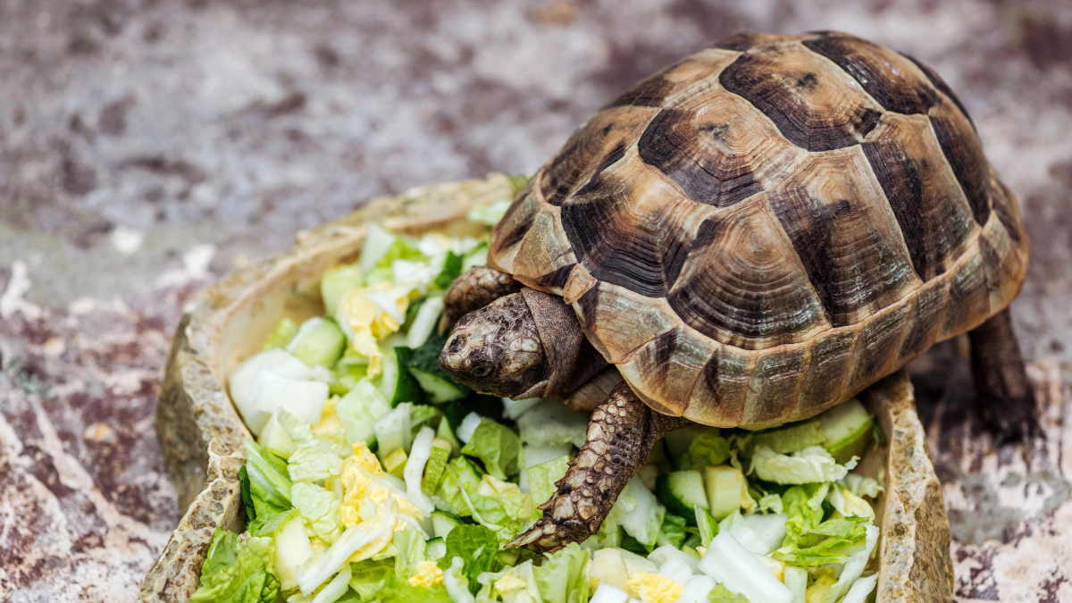 turtle