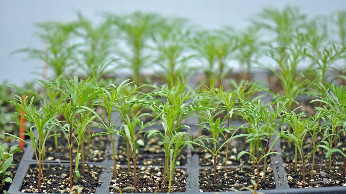 young herbs