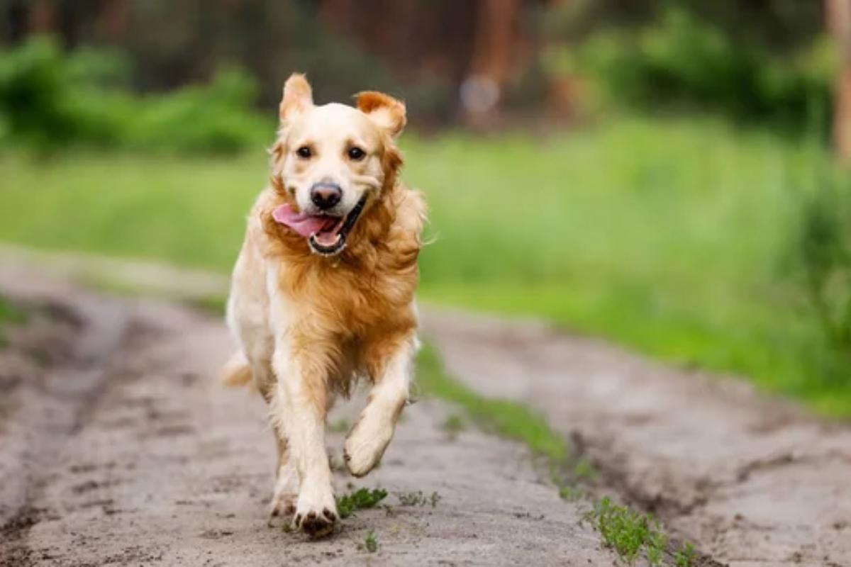 Active Dog