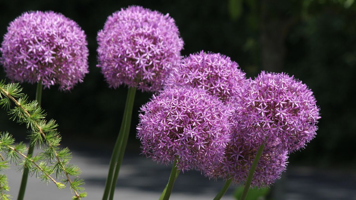 Alliums