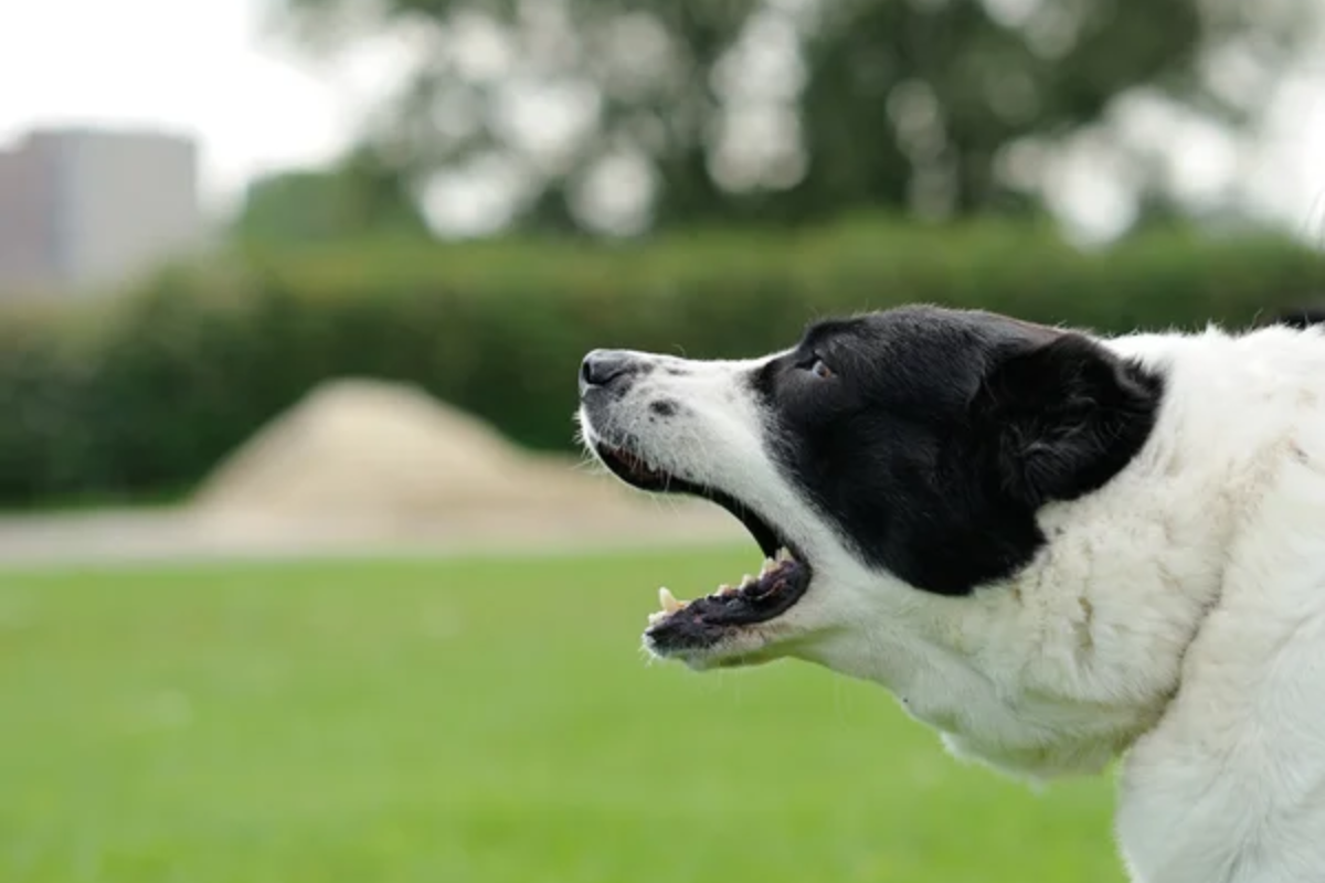 Barking Dog