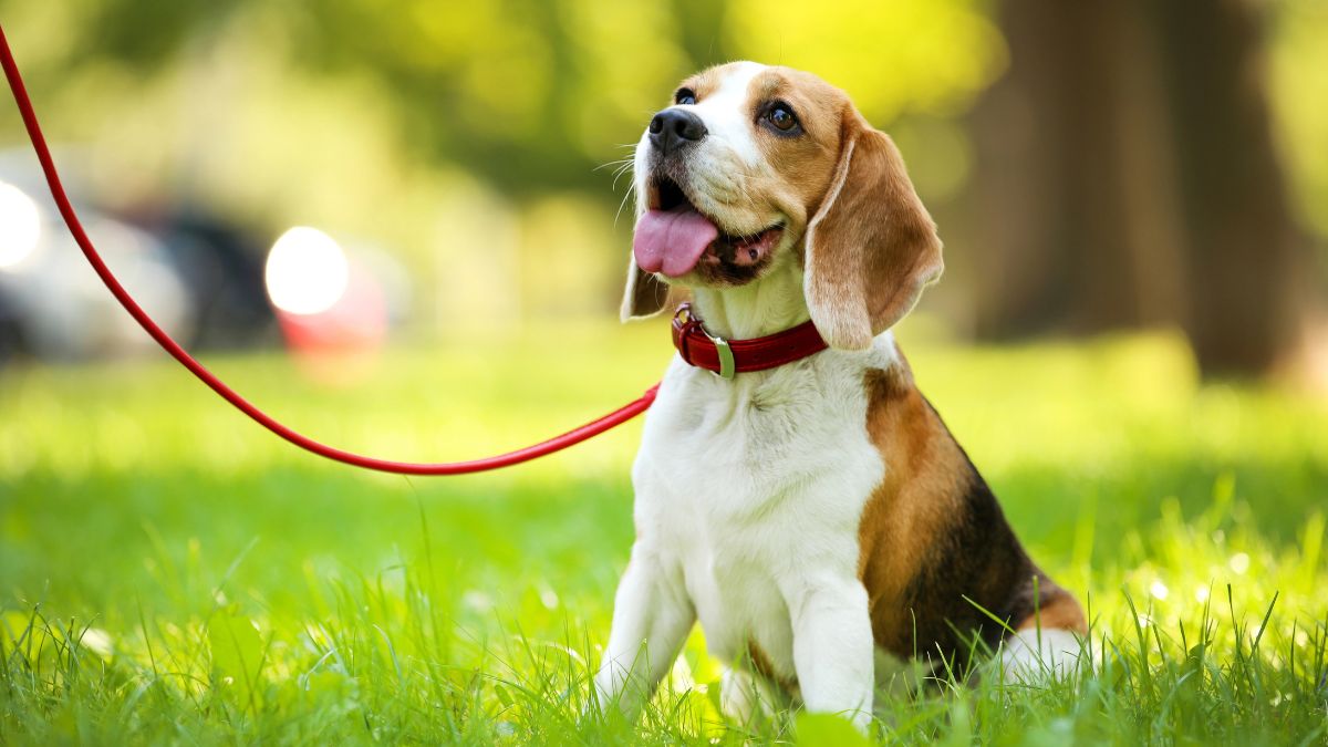 Beagle