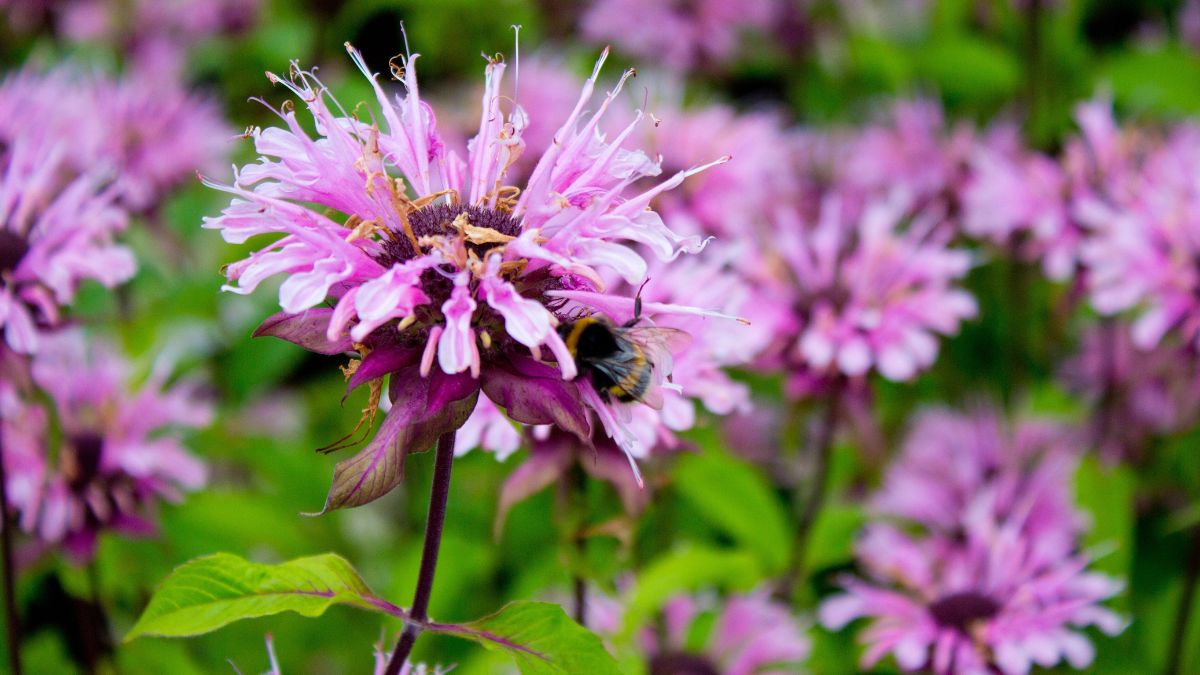 Bee Balm