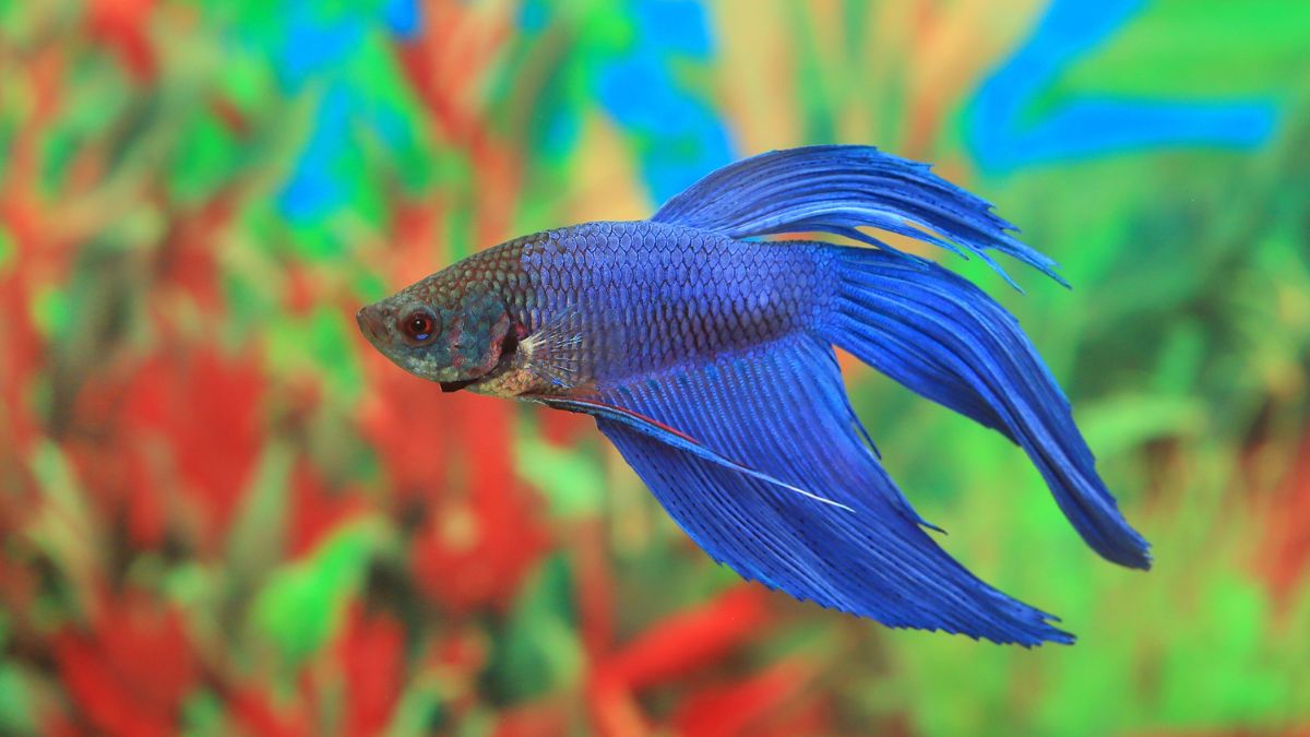 Betta Fish