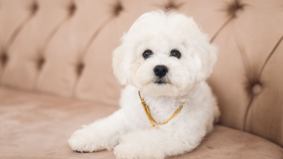 Bichon Frise