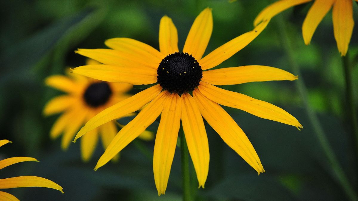 Black-Eyed Susan