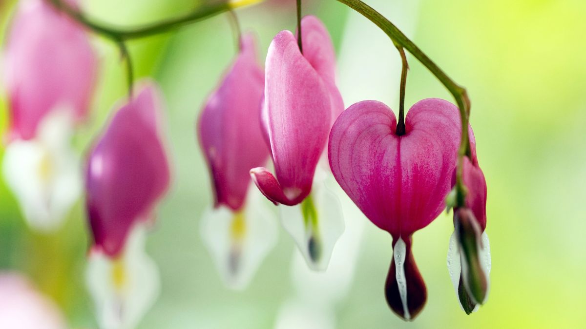 Bleeding Heart plant