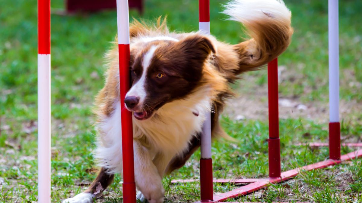 Border Collie