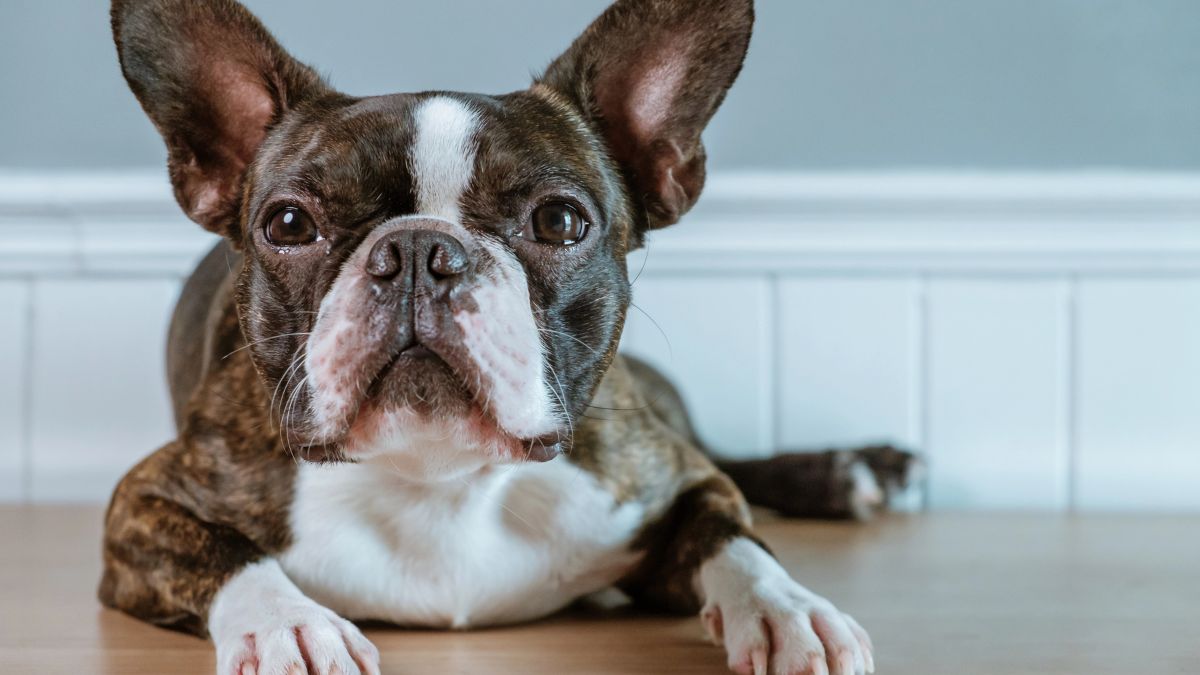 Boston Terrier