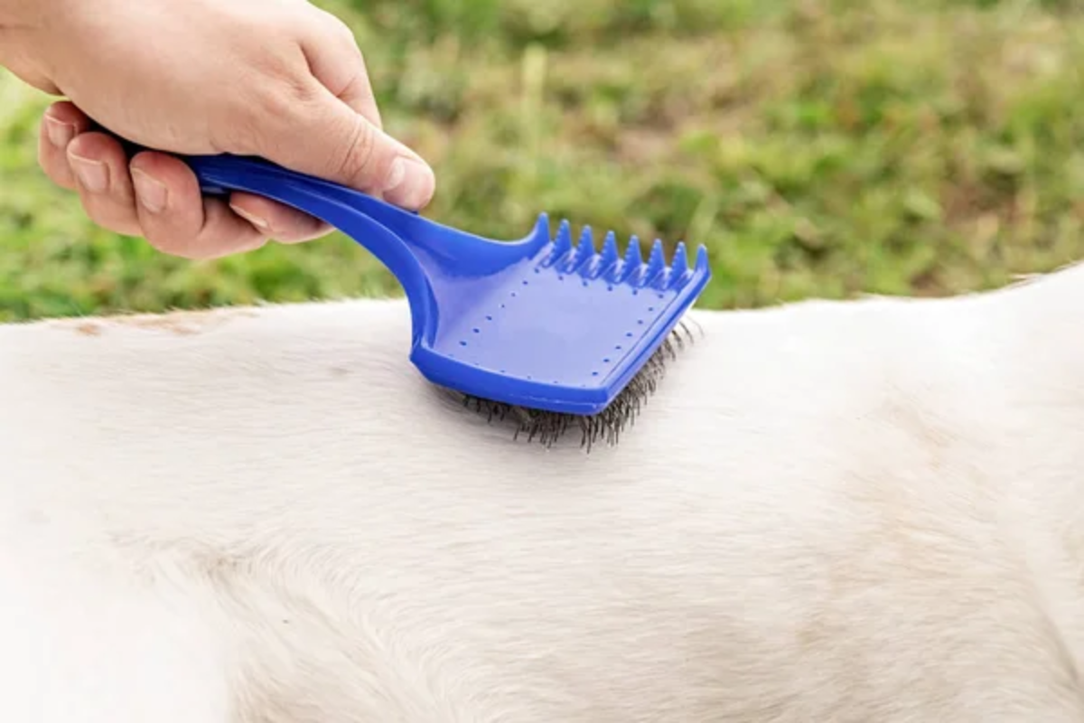 Brushing Dog Outside