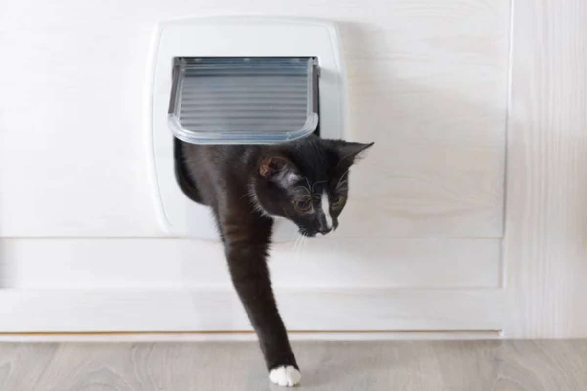 Cat Door