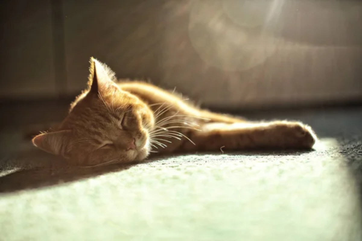 Cat Sleeping Sun