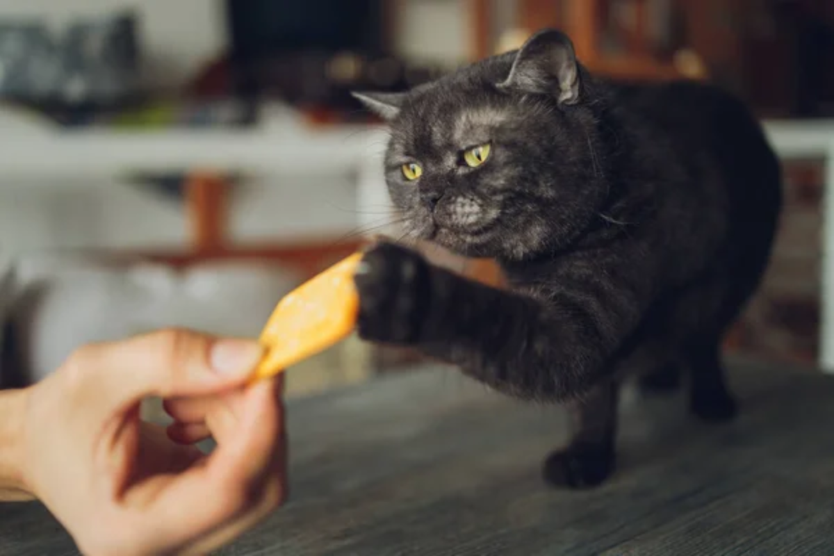 Cat Treat