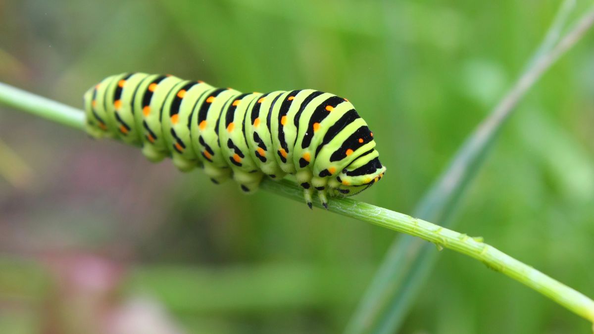 Caterpillar