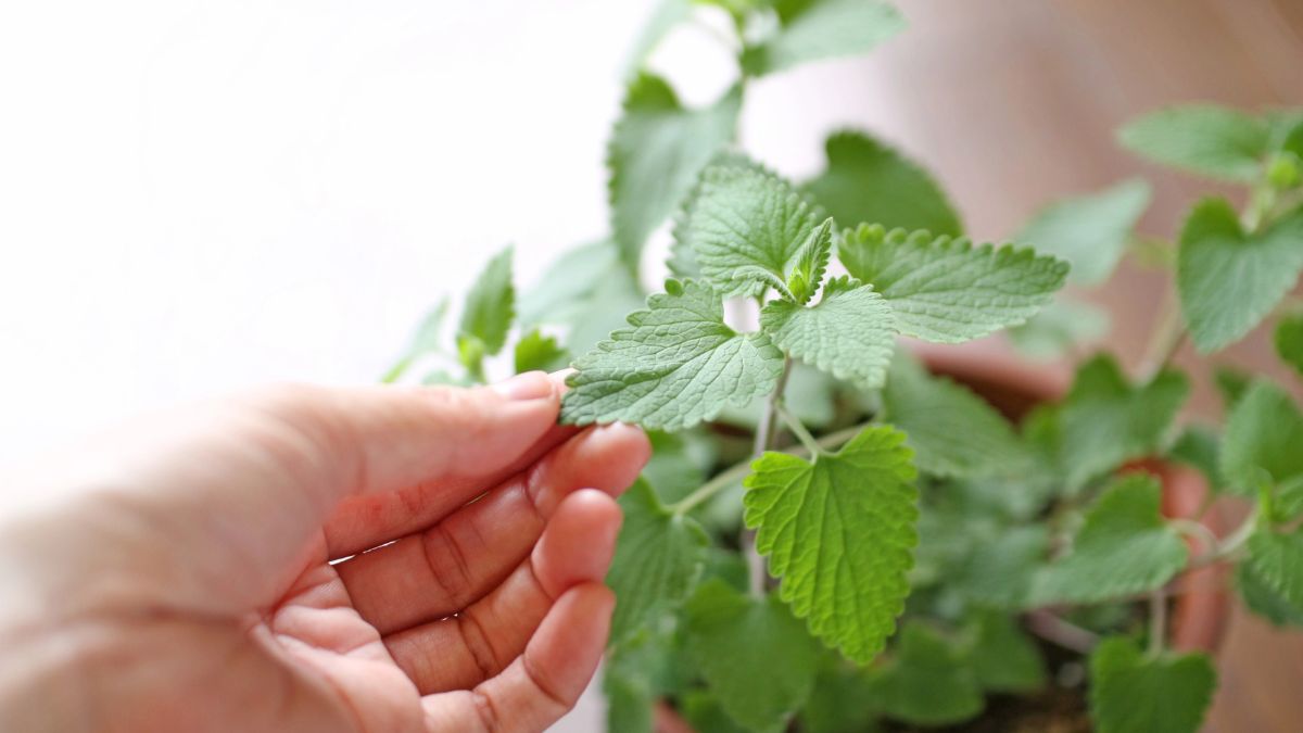 Catnip