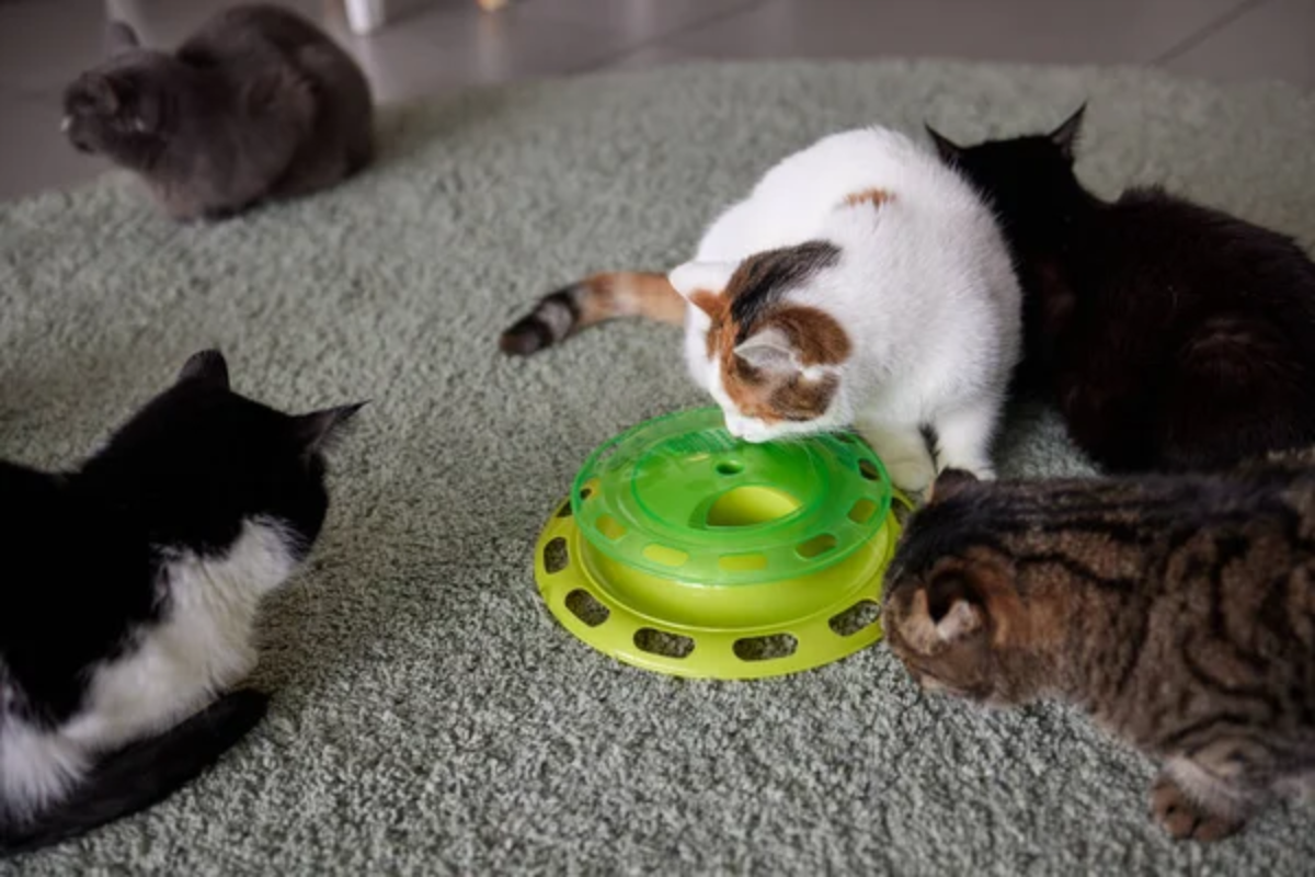 Cats Toy
