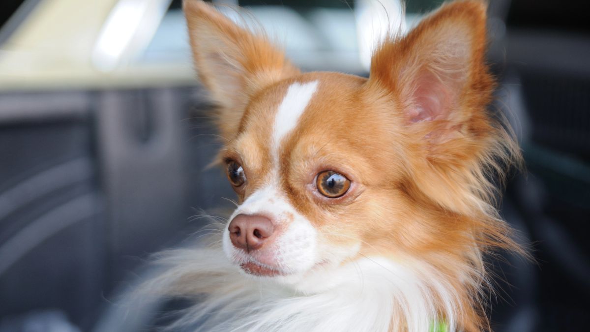 Chihuahua