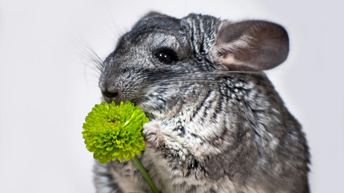 Chinchilla