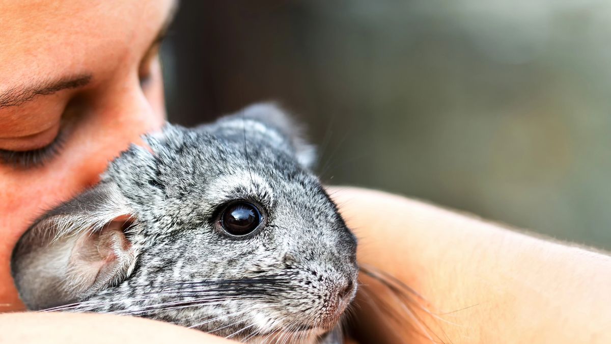 Chinchillas
