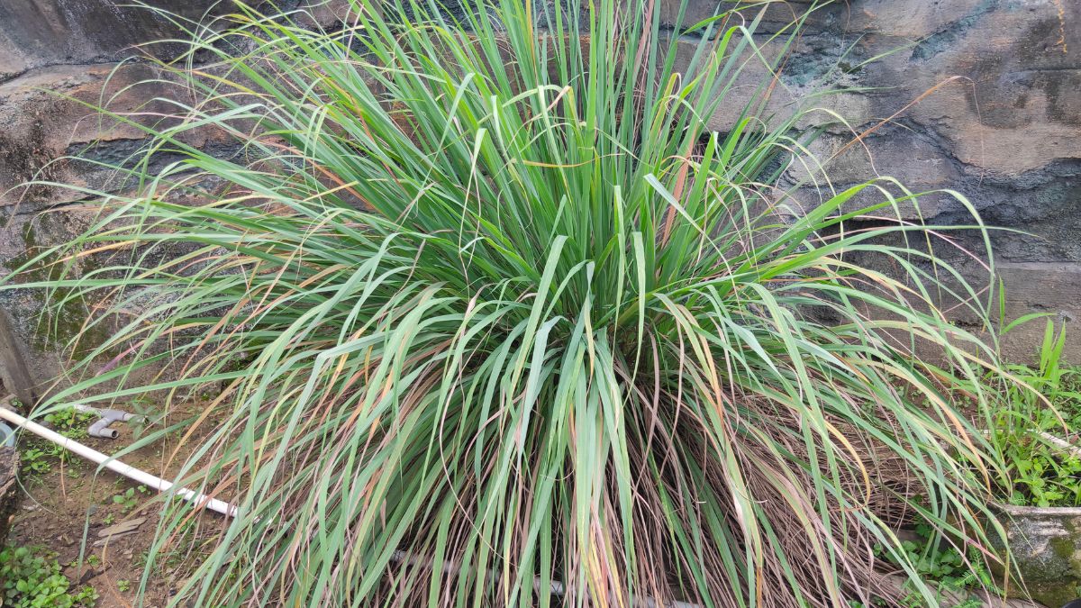 Citronella Grass