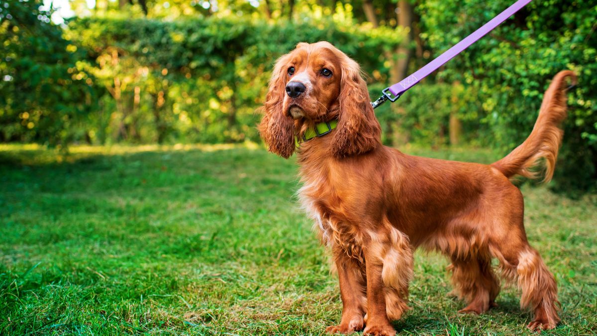 Cocker Spaniel