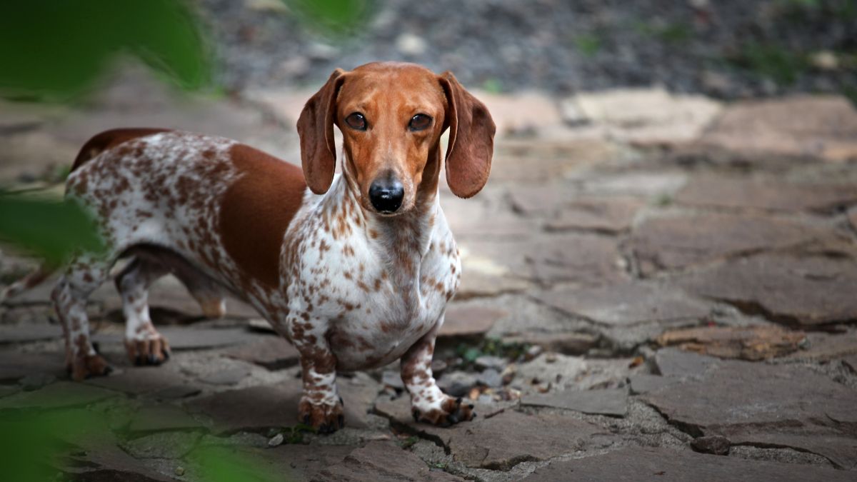 Dachshund outside