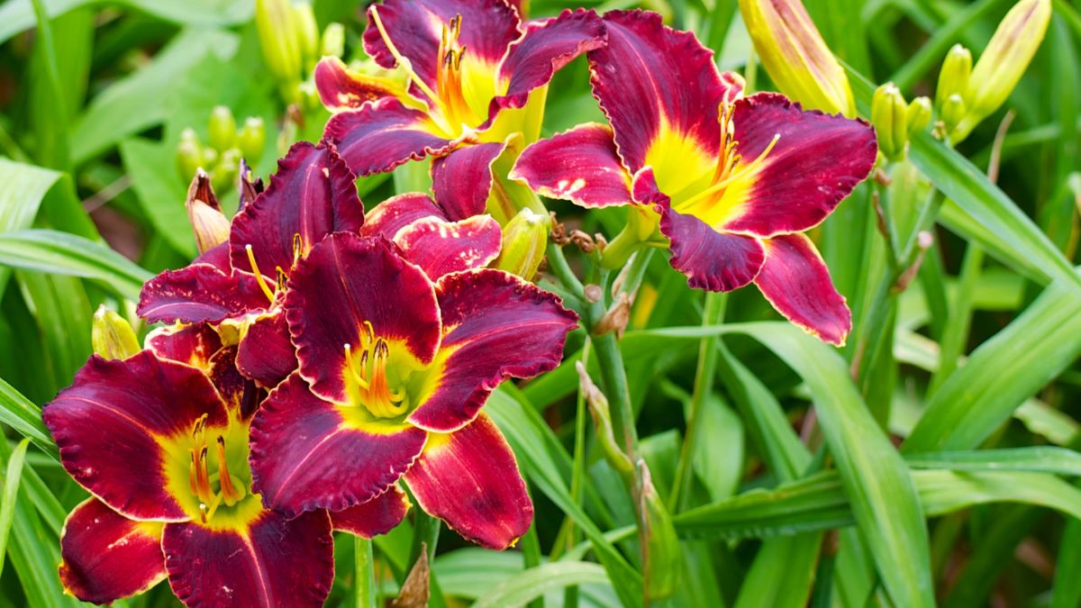 Daylilies