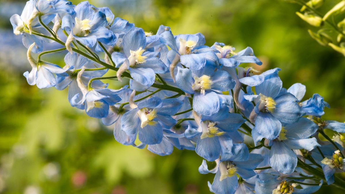 Delphinium