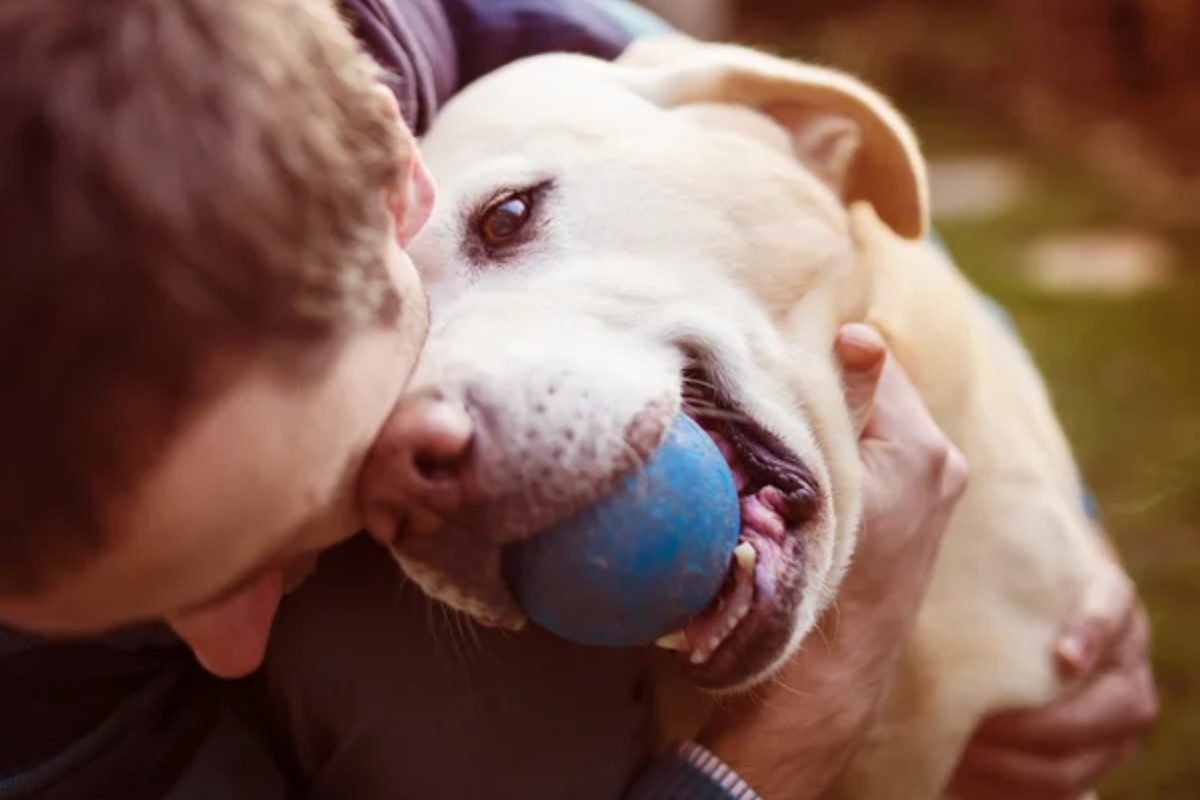 Dog Ball Fetch