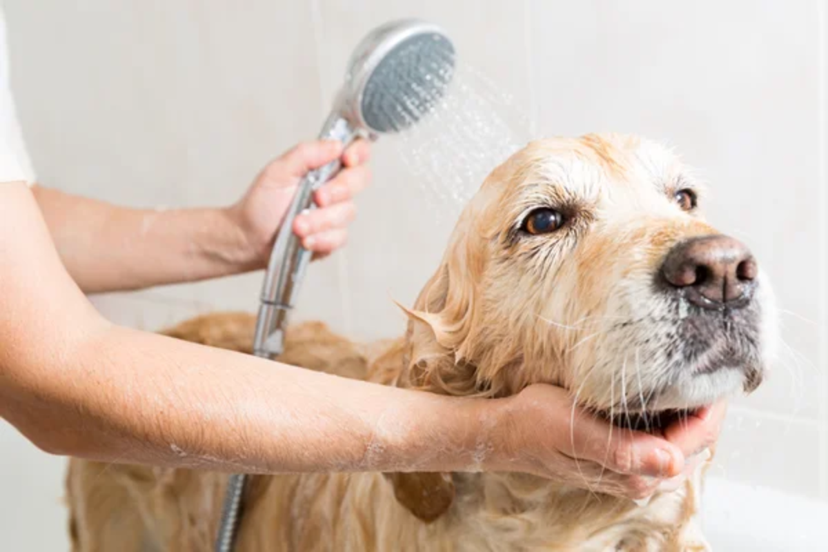 Dog Bath