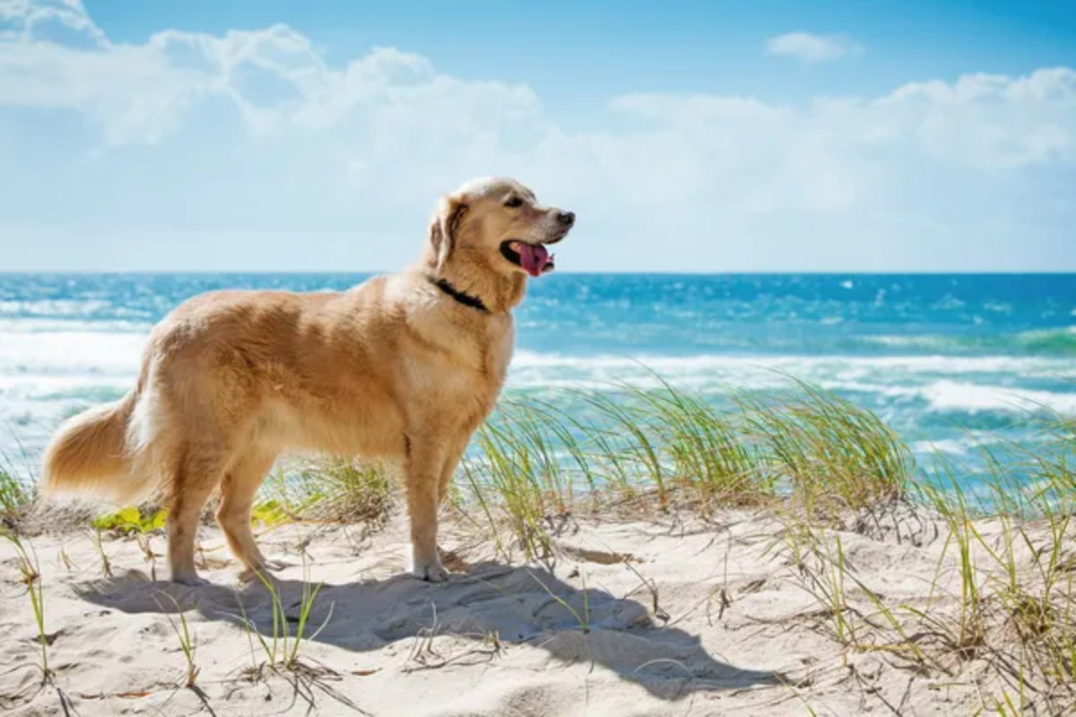 Dog Beach