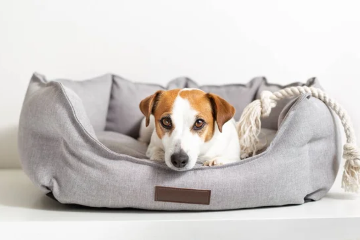 Dog Bed