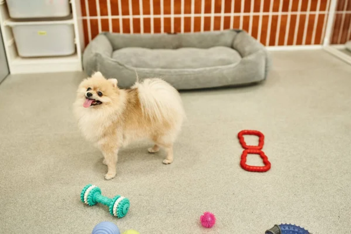 Dog Bed Toys