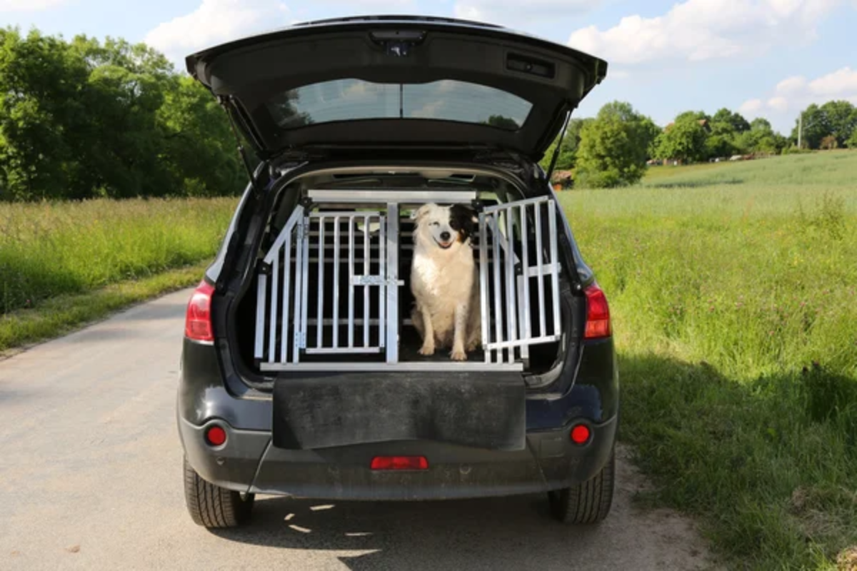 Dog Car