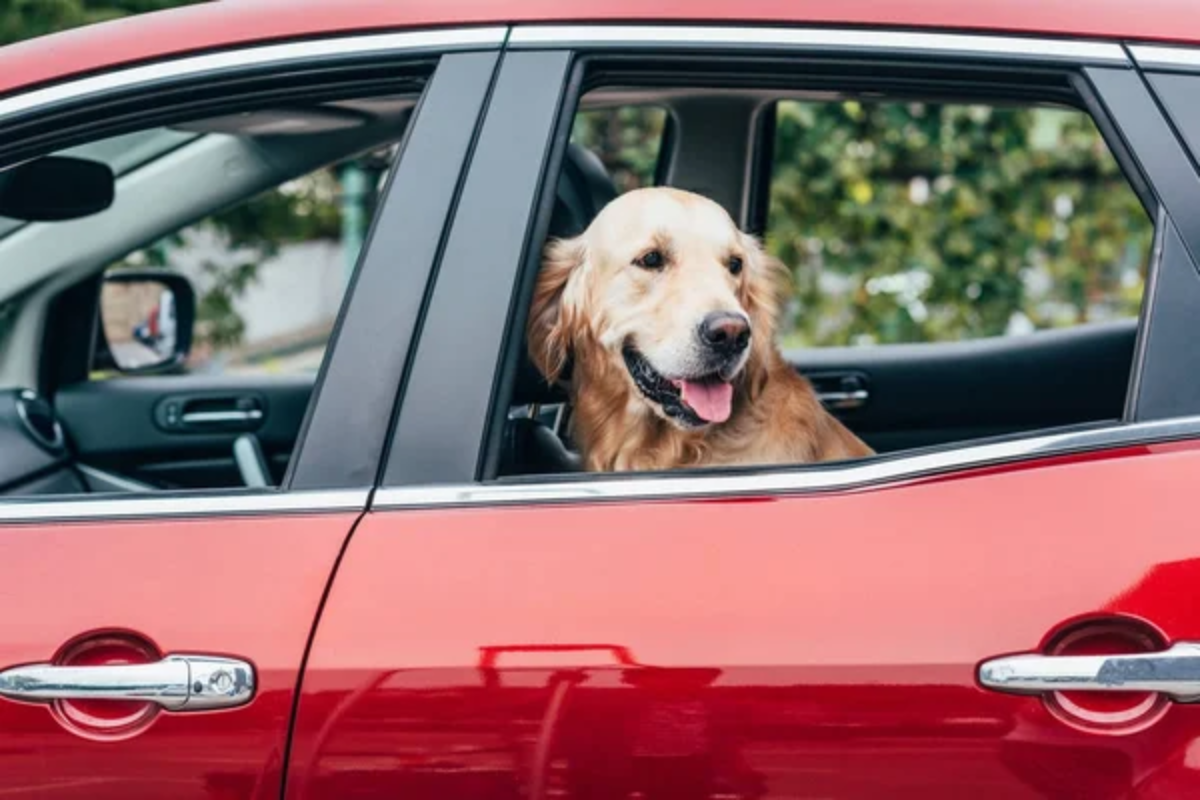 Dog Car