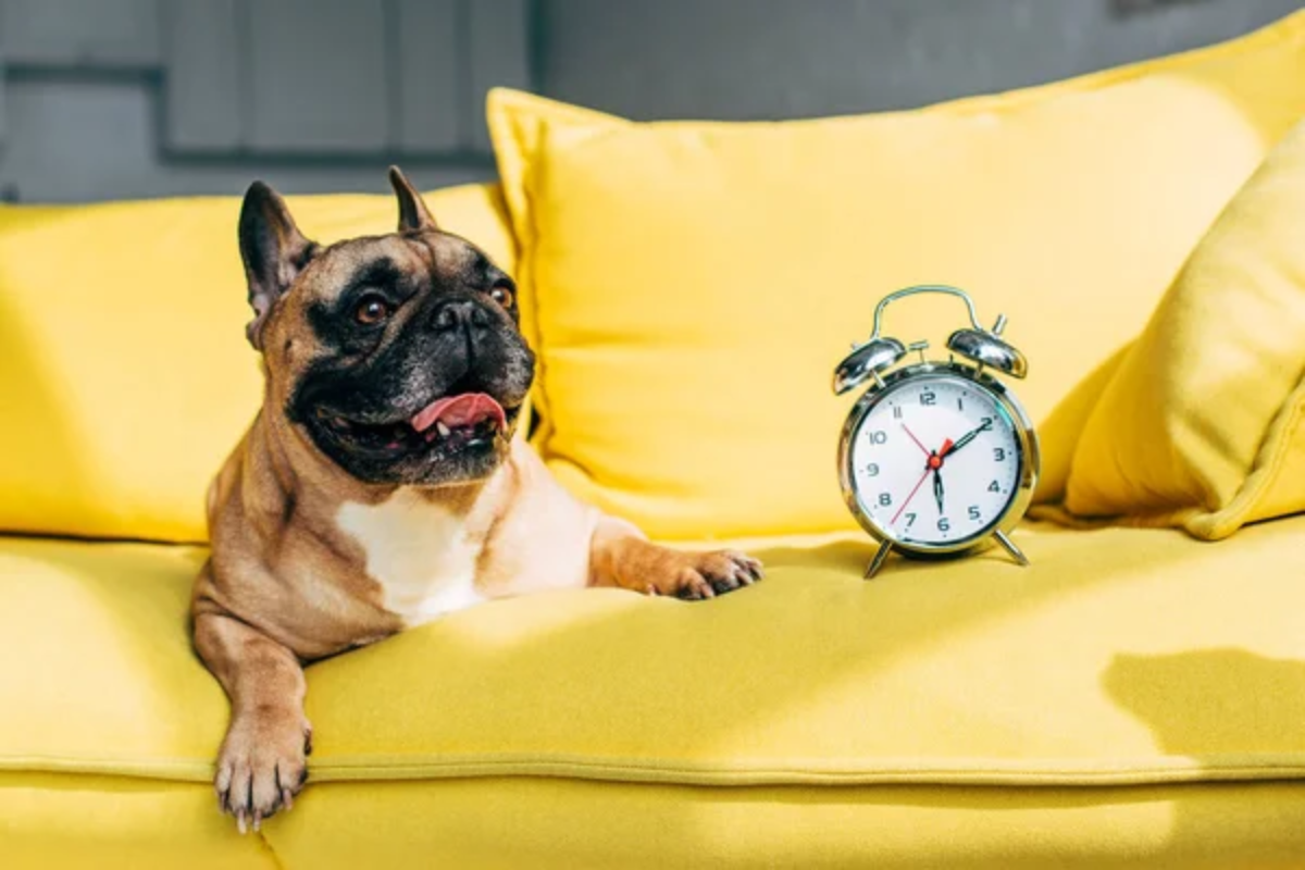 Dog Clock