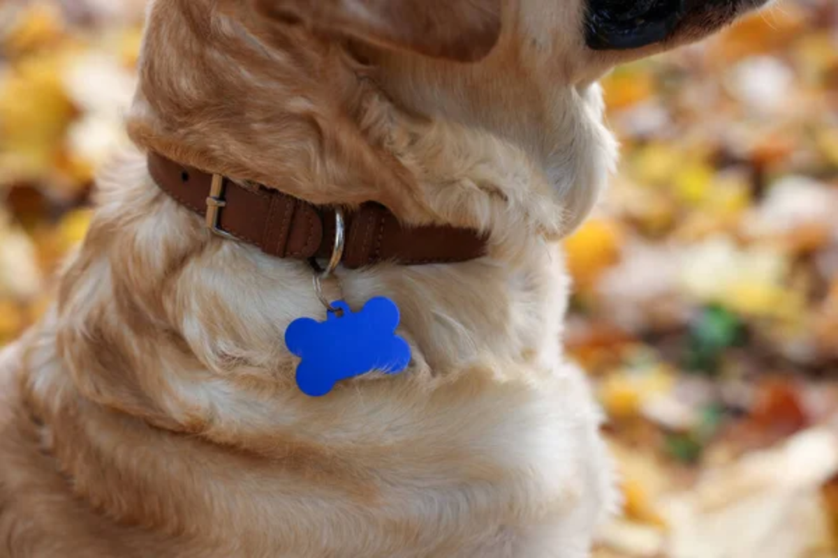 Dog Collar ID
