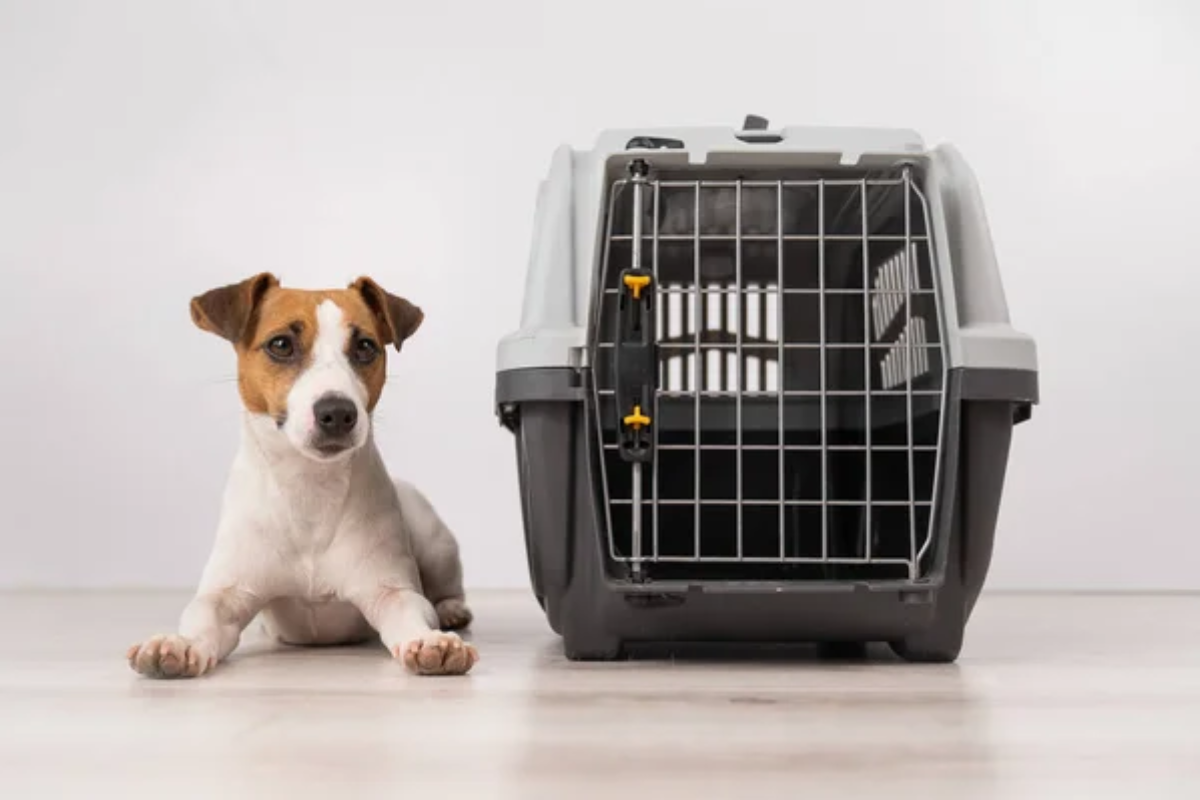 Dog Crate