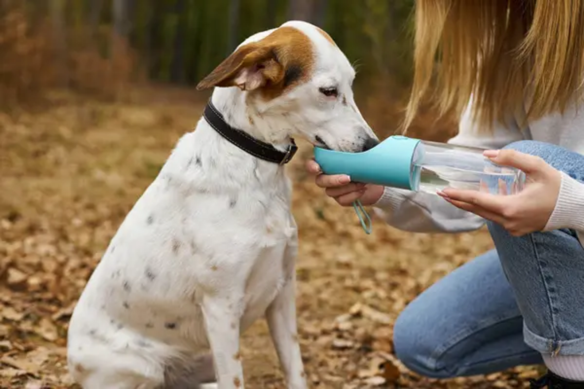 Dog Drinking